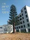 50m Gecamoufleerde de Torenboom met lange levensuur van de Celtelefoon