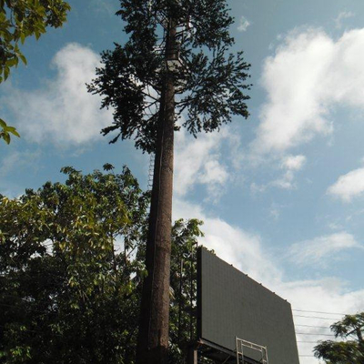 Communautaire van de de Torenpijnboom van de Camouflagecel de Boommededeling
